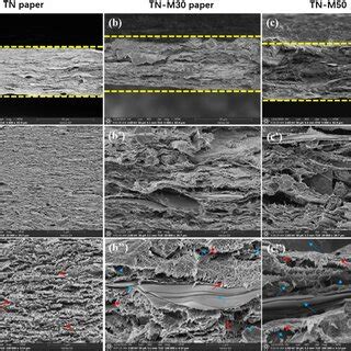 Fe Sem Images Of Cross Sectional Surface Including A A A Tn Paper