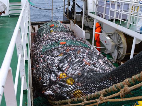 Vónin Bacalao Vónin