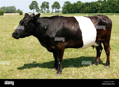 Black White Breed Cow In Hi Res Stock Photography And Images Alamy