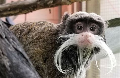 Emperor Tamarin Facts You'll Be Grateful You Know - Animal Media Foundation