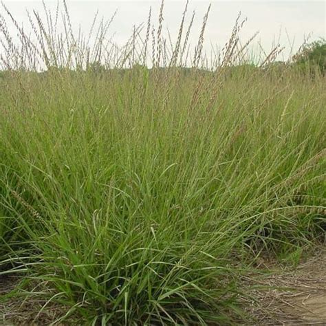 Outsidepride 5 Lb Perennial Southwest Native Grass Seed Mix Of Warm And Cool Season