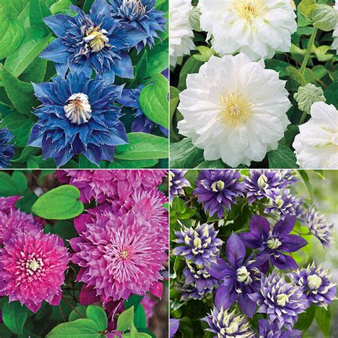 Buy Double Clematis Collection Sun Perennials Brecks