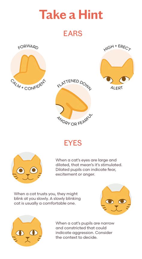 The Definitive Guide To Cat Behavior And Body Language Tuft Paw