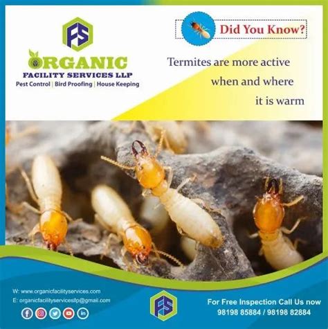 Durian Info Termites Control In Fruit Orchards