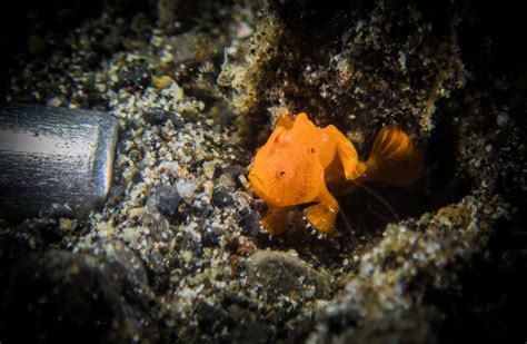 Download Enigmatic Frogfish In Coral Refuge Wallpaper