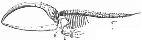 Quantumaniac Vestigiality And Evolution