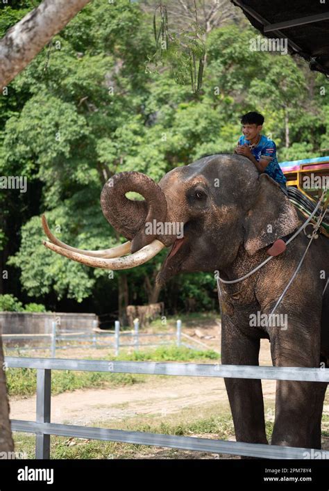 Elephant with mahout. elephant nursery where elephants ride tourists ...