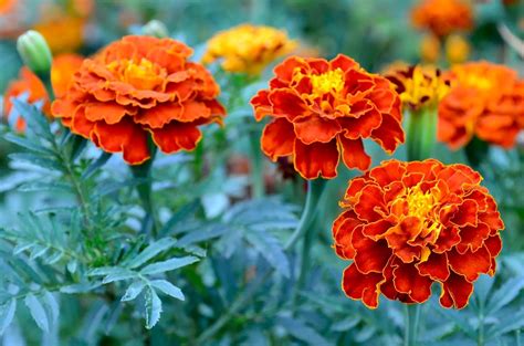 Discover The Surprising Truth About Marigolds Annuals Or Perennials Noodls