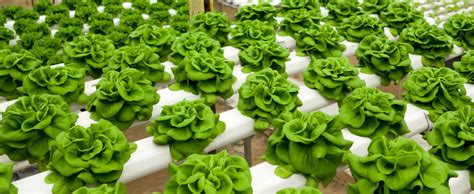 9 Advantages Of Hydroponic Gardening Nosoilsolutions