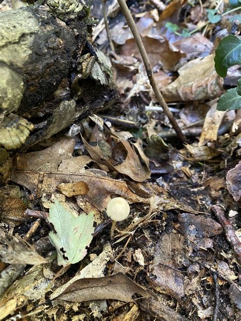 Mycena Citrinomarginata From Sherwood Dr Valparaiso IN US On October