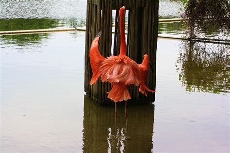 Shake A Tail Feather Photograph by Chuck Hicks