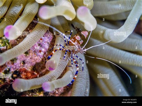 Spotted Cleaner Shrimp Periclimenes Yucatanicus Is A Kind Of Cleaner