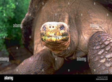 A A Giant Tortoise Geochelone Elephantopus At Darwin Center In Puerto