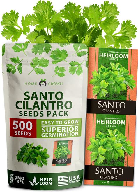 Home Grown Fast Growing Variety 500 Cilantro Seeds For