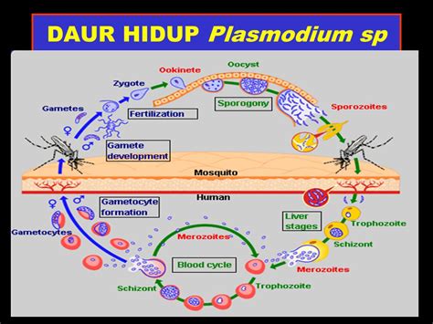 Detail Gambar Siklus Hidup Plasmodium Vivax Koleksi Nomer 25