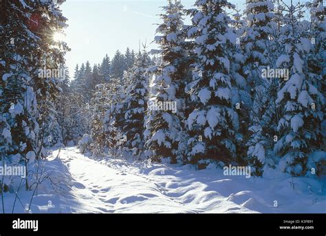 winter scenery  snow overcast trees stock photo alamy