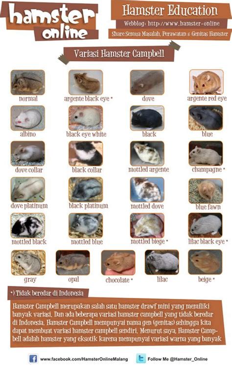 hamster species artofit