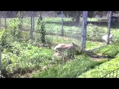 Jumping Coyote Youtube