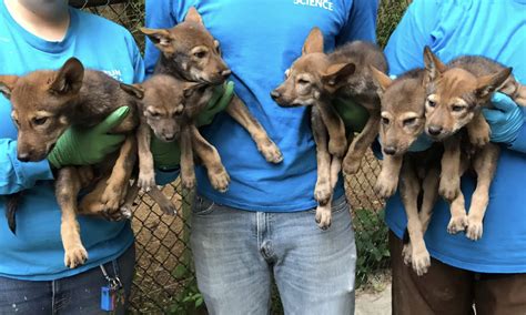 Red Wolves: A Story of Resilience and Conservation - Carolina Tiger Rescue