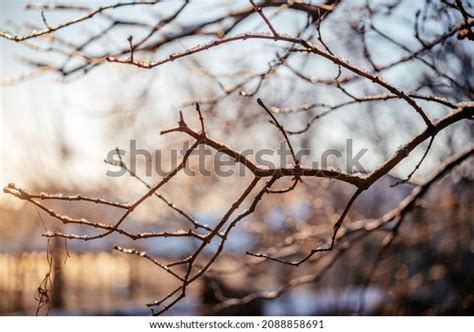 Naked Leafless Tree Branches Covered Frost Stock Photo
