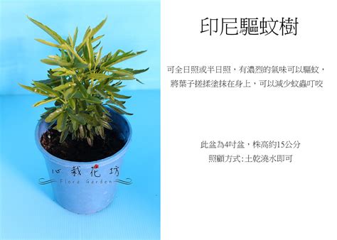 心栽花坊 印尼驅蚊樹 5吋盆 驅蚊 防蚊 香料植物 藥用植物 售價150特價120 Yahoo奇摩拍賣