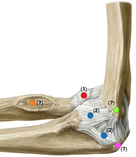 Ligaments Of Elbow Diagram Quizlet