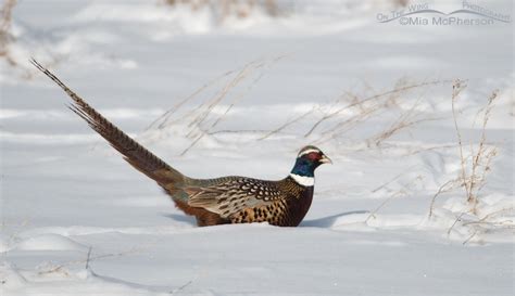 Male Ring Necked Pheasant In The Snow On The Wing Photography