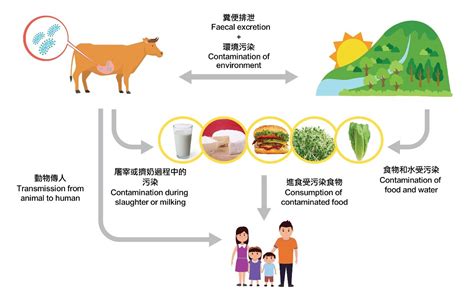 认识产志贺毒素大肠杆菌重大食物安全问题