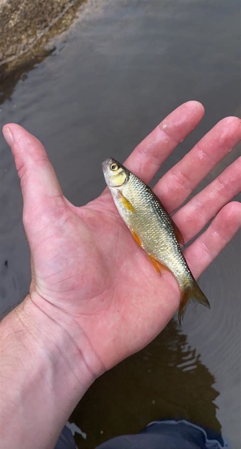 Personal Smallest Fish Caught On Fly Rod In NH R Fishing