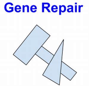 Gene Repair All About Cardiovascular System And Disorders