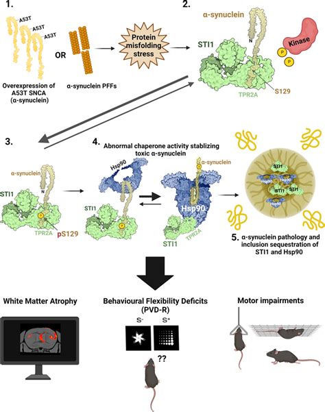 Hypothetical Model Of Sti1 Regulation Of Toxic α Synuclein And