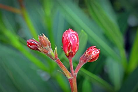 Cómo y cuándo plantar adelfas mijardin es