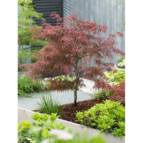 artar japonez rosu aprins dissectum garnet verdena verdena