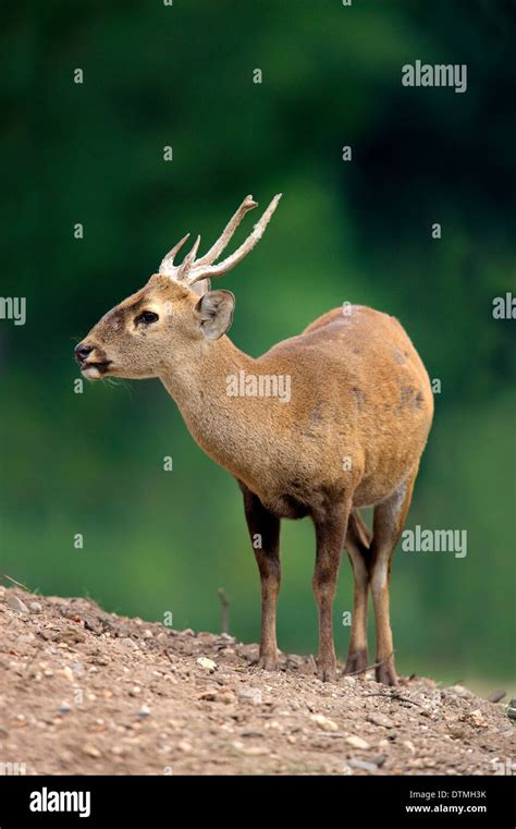 Eld S Deer Male Asia Rucervus Eldii Stock Photo Alamy