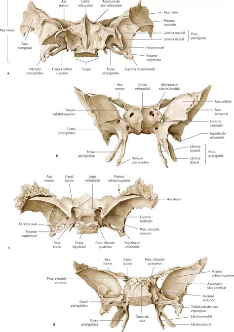 Neurocr Nio Anatomia Papel E Caneta Em Osso Esfenoide