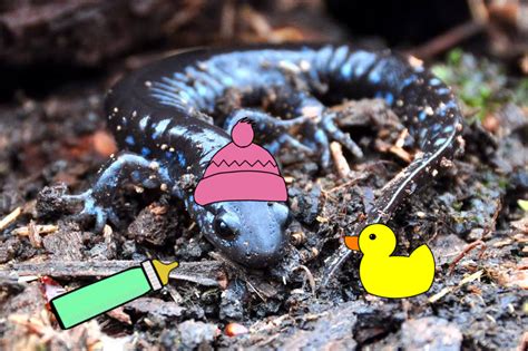 From Woods to Prairie: What Does a Baby Blue-Spotted Salamander Look ...