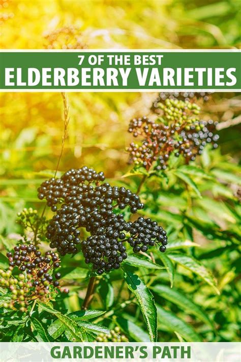 7 Top Elderberry Varieties To Grow In Your Backyard Elderberry