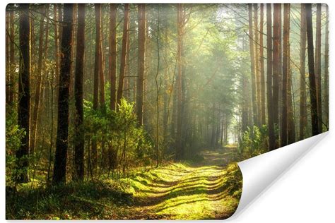 Fototapeta Do Salonu Ścieżka W Słonecznym LESIE Natura Pejzaż 3D 135cm