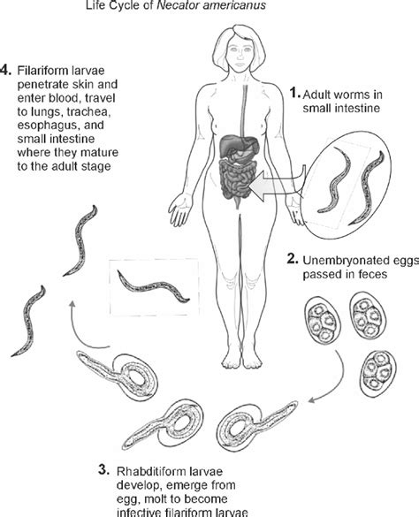 Hookworm Life Cycle Diagram