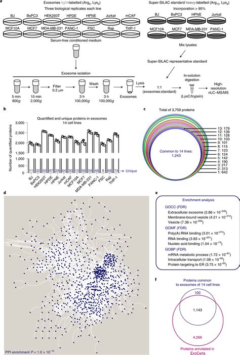 Super Silac Based Proteomics Identifies The Core Proteome Of