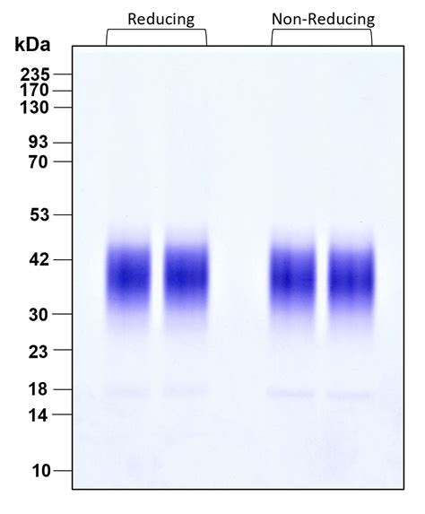 Humankine® Recombinant Human Fgf 8b Protein Gmp Grade Proteintech