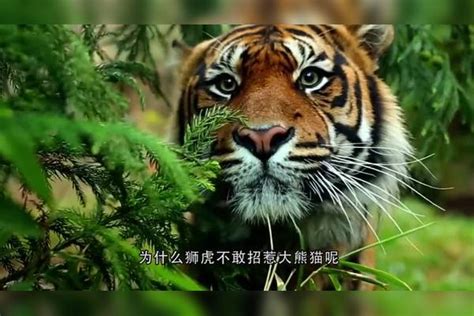 为什么狮子老虎不敢碰大熊猫？国宝：请你查一下我是什么段位 大熊猫 国宝 老虎