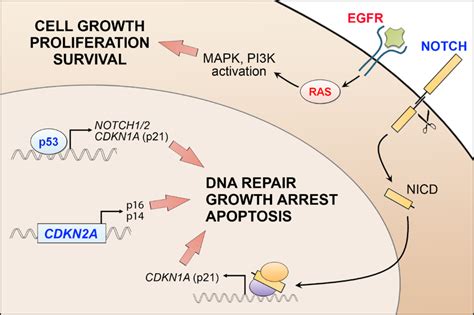 Genetic Alterations Involved In Cscc Progression Mutational Inhibition