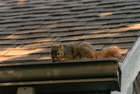 DIY Squirrel Removal Step-by-Step Guide - Varmint Gone