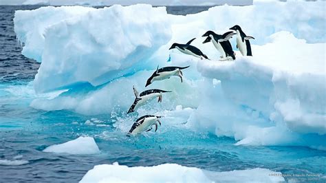 Penguin 1080P, 2K, 4K, 5K HD wallpapers free download | Wallpaper Flare