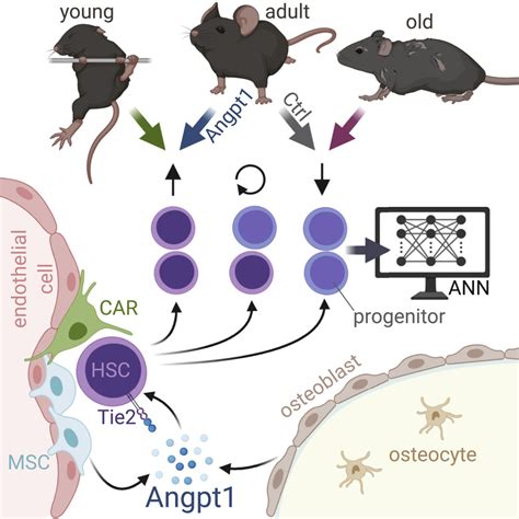 Machine Learning Of Hematopoietic Stem Cell Divisions From Paired