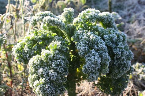 Grünkohl Darum ist das Gemüse ein wahres Superfood SWYRL