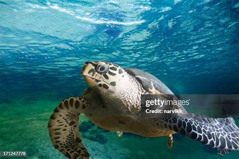 172 Sea Turtle Floating In The Ocean Stock Photos High Res Pictures