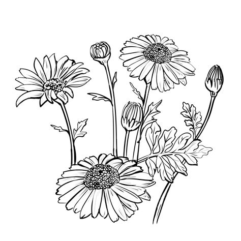 Daisy Flower Drawings Botanical Vintage Flower Drawing Daisy Drawing