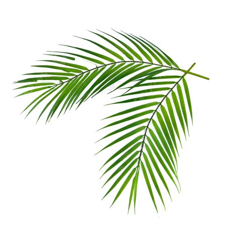 Palm Leaf Green Outdoor Plant Palm Leaves Plant Trees PNG